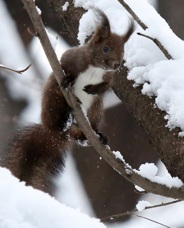 Зима в Борисовата градина. Снимка: БТА