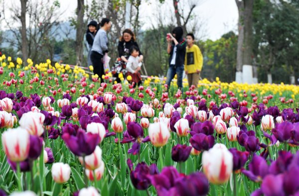 Жителите на китайския град Лиуджоу се радват на парк с лалета. Снимка: БТА