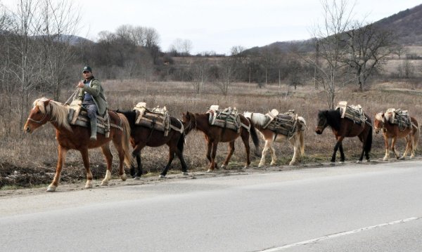 Двама роми с помощта на единадесет коня организираха ударна акция за превозване на дърва по пътя Троян - Ловеч. Въпреки сравнително меката зима през февруари мургавите ездачи се отправят към Троянския Балкан, за да събират ресурс за огрев. След операцията по събирането в горските масиви продават наръчите дърва най-често на възрастни хора в региона, които трудно могат да извършват тежка физическа дейност. Снимка: Булфото