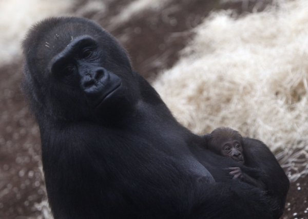 Горилата Багира и бебенцето й в зоологическата градина в Мюнхен, Германия. Снимка: Reuters