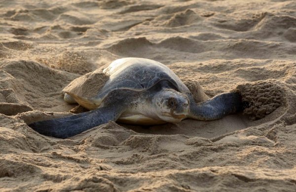 Костенурка прави гнездо, в което да снесе яйцата си на плаж в Индия. Снимка: БТА