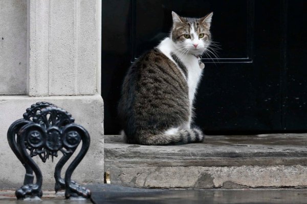 Котарак в Лондон позира пред фотоапарат Снимка: Reuters