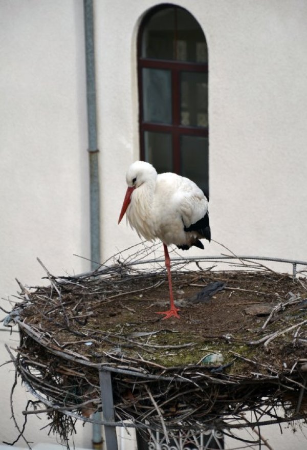 Само няколко дни преди да настъпи пролетта първият щъркел, за радост на млади и стари, е вече в Кърджали. Снимка: БТА