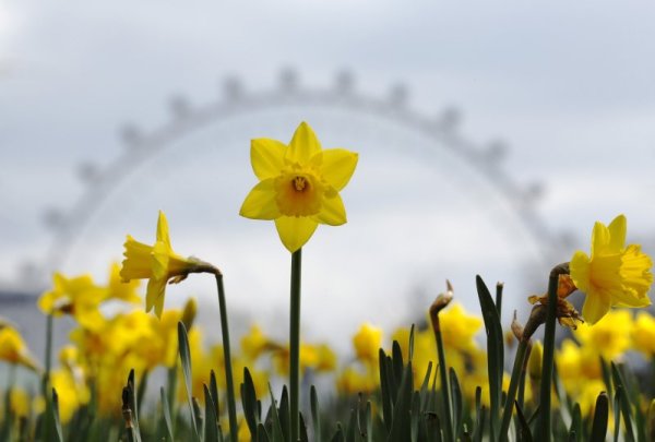 Нарциси красят парк в центъра на столицата на Великобритания Лондон. Снимка: Reuters