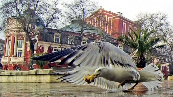 Гларуси всекидневно чакат някой да им подхвърли храна на площад &quot;Независимост&quot; във Варна и се спускат буквално на ята, за да похапнат. Дори има случаи, в които нахалните птици изтръгват закуските на децата от ръцете им. Гларусите са се появили за първи път в България в началото на миналия век - 1906 г., когато са донесени 2 двойки от Цар Фердинанд от Франция. От тогава досега те се размножават и са завладели цялото крайбрежие. Снимка: Impact Press Group