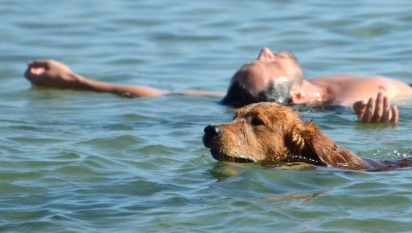 След официалното откриване на сезона се въвежда ограничение за разхождане на кучета по плажната ивица, а глобата ще е 100 до 300 лв. За изпълнението на забраната ще следят зоополицаи. На нарушителите ще бъде съставян акт. Снимка: Impact press Group
&nbsp;