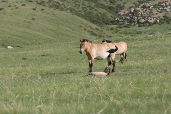 Коне от породата &quot;кон на Пржевалски&quot; (Азиатски кон) си почиват на планинска поляна в природен парк в Монголия.&nbsp; Днес тази порода е единствената порода диви коне, която се среща на свобода в природата. Снимка: БТА
