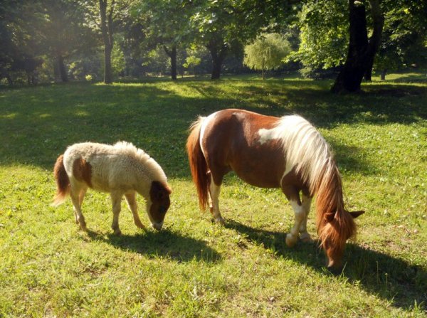 Две двойки понита спокойно се разхождат и пасат по поляните покрай езерото и реката в крайградския парк "Бачиново" на Благоевград. Снимка: БТА