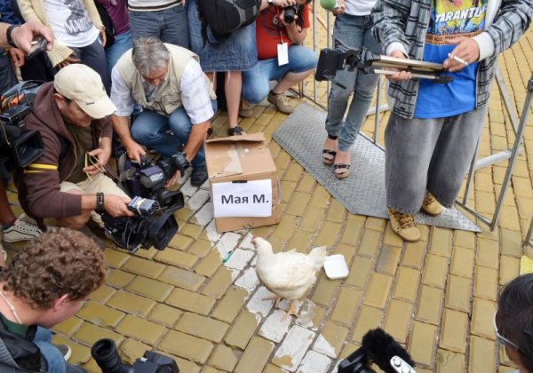 Кокошчица наперено броди по жълтите павета. Сигурно е подарък за Мая М. Снимка: Булфото