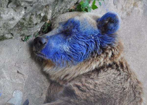 Снимка: Булфото