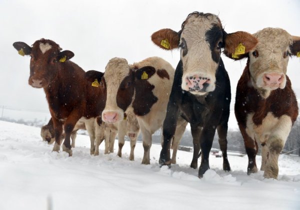 Крави стоят в снега в планинско село в централната част на Германия. Прогнозите за времето в страната вещаят сериозно застудяване в следващите дни. Снимка: БТА