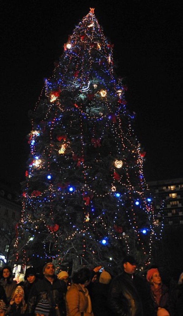 Елхата в София. Снимка: Булфото