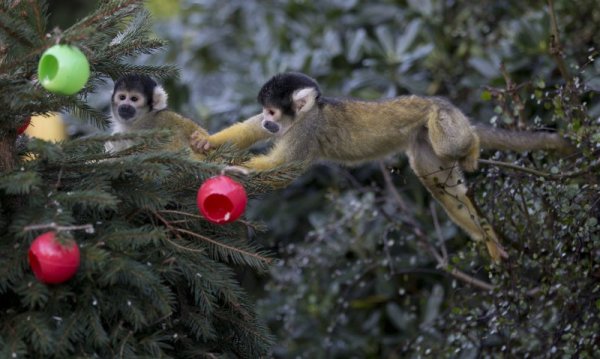 Маймунки си играят около коледно дърво в зоологическата градина в Лондон. Снимка: БТА