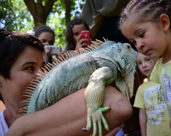Служители на терариума, разположен в двора на Природонаучния музей във Варна, окъпаха със студена вода игуаната Есмералда, след като температурата на въздуха достигна 30 градуса. Преди това влечугото раздаде целувки на туристите и се разходи по тревата. Снимка: Impact Press Group