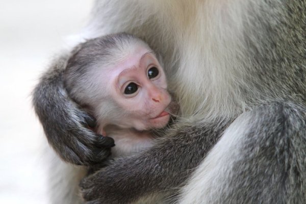 Маймунче от вида Зелена морска котка се роди във Варненския зоопарк. Снимка: Impact Pres Group
