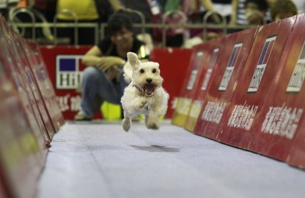 Кученце се надбягва на шоу за домашни любимци в Тайван. Снимка: БТА
&nbsp;
