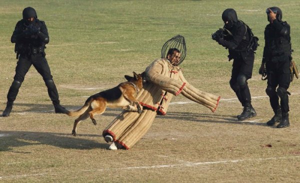 Полицейско куче напада &quot;престъпник&quot; по време на демонстрация на спецчастите на Индия край Ню Делхи. Снимка: Reuters