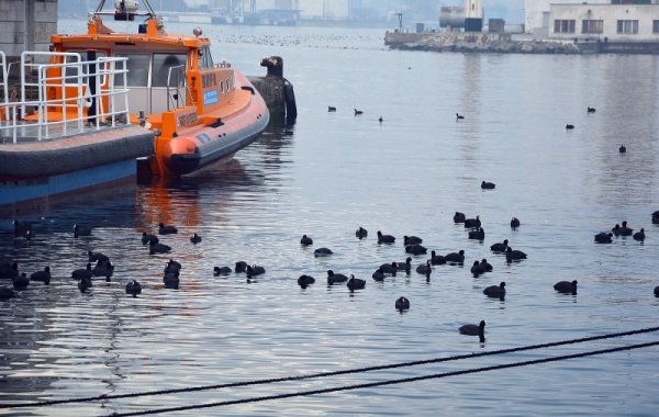 Хиляди водни кокошки от вида Fulica atra зимуват във варненския залив. Товаро-разтоварните дейности на зърно в пристанището създават богата хранителна база за пернатите. Снимка: БТА