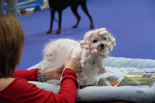 Жена прави прическа на куче по време на киноложка изложба в словенската столица Любляна. Снимка: БТА
&nbsp;