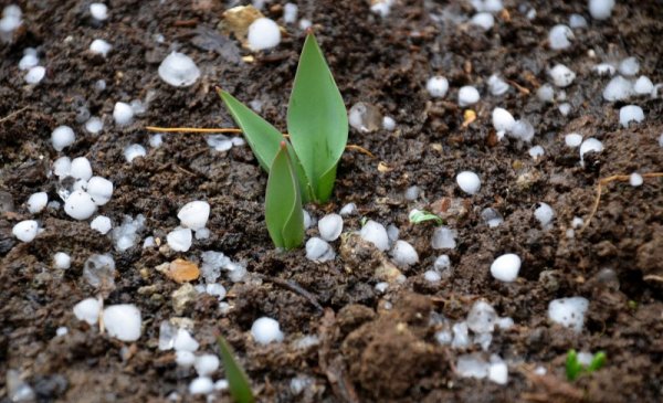 На рядко природно явление за януари станаха свидетели жителите на Исперих. В ранния следобед неочаквано се изви кратка буря, затрещяха гръмотевици и в продължение на няколко минути заваля градушка, като най-едрите ледени топчета бяха с диаметър 1 см. Снимка: БТА