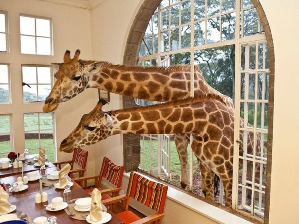 Снимка: giraffemanor.com
 