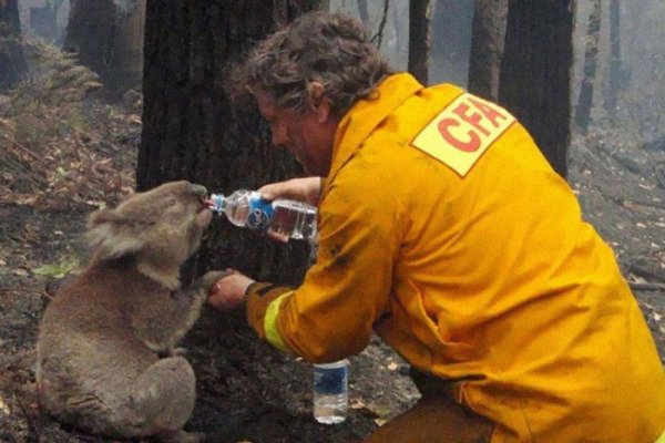 Пожарникар дава вода на коала в Австралия през 2009 година. Снимка: abc.net.au