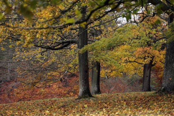 В Индия за жените, родени в един и същи ден, се смята, че са проклети, а мъжете им ще ги сполети ранна смърт. За да се развали проклятието, жената трябва да се ожени първо за дърво. След това дървото трябва да бъде изгорено.&nbsp;Снимка: Getty images/guliver photos
&nbsp;
