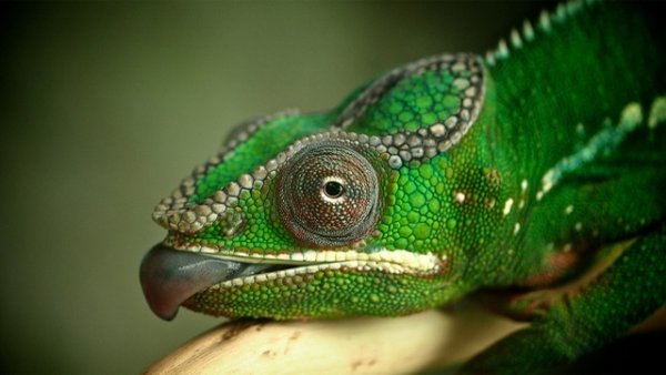 Мит е, че хамелеоните променят цвета си в зависимост от заобикалящата ги среда. Според учените хамелеоните сменят цвета си заради промени в емоциите си. Снимка: flickr