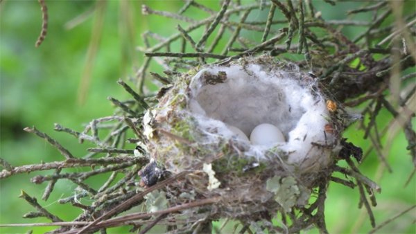Мит е, че ако докоснете малко птиче, майка му ще го изостави. Всъщност майка му няма да го изостави. Снимка: flickr