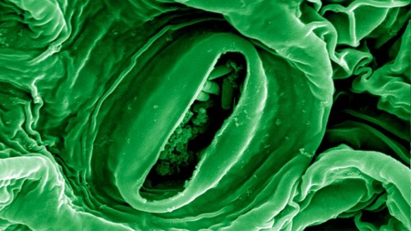 Мит е, че дръжките на вратите са най-мръсното в тоалетните. Според учените от университета в Аризона те задържат най-малко бактерии. Дръжките са прекалено суха и твърда повърхност, за да оцелеят на нея. Снимка: flickr