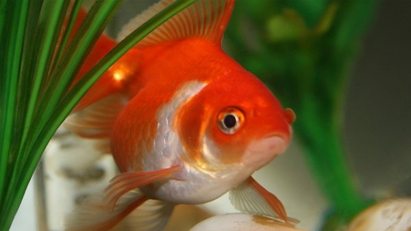 Мит е, че рибите имат кратка памет. Учени от Института по технологии в Израел твърдят, че те са доста умни и дори са успели да ги научат на интересни номера. Снимка: flickr
&nbsp;