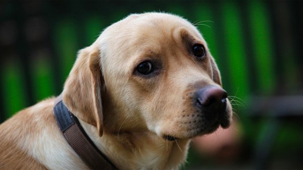 Мит е, че кучетата виждат единствено в черно и бяло. Учени наскоро доказаха, че те разпознават и нюанси на синьото, жълтото и зеленото. Снимка: flickr