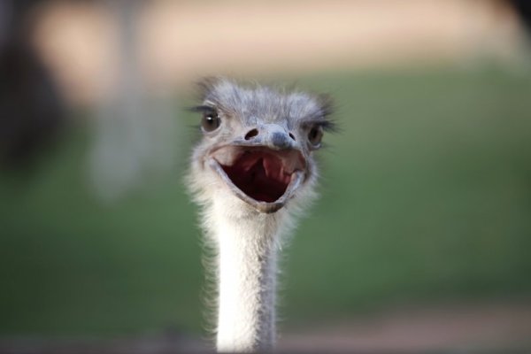 Мит е, че щраусите заравят главите си в пясъка, когато се почувстват застрашени. Когато се почувстват застрашени, щраусите падат на земята и се преструват на умрели. Снимка: Reuters