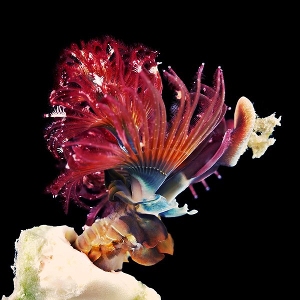 Снимка: Alexander Semenov