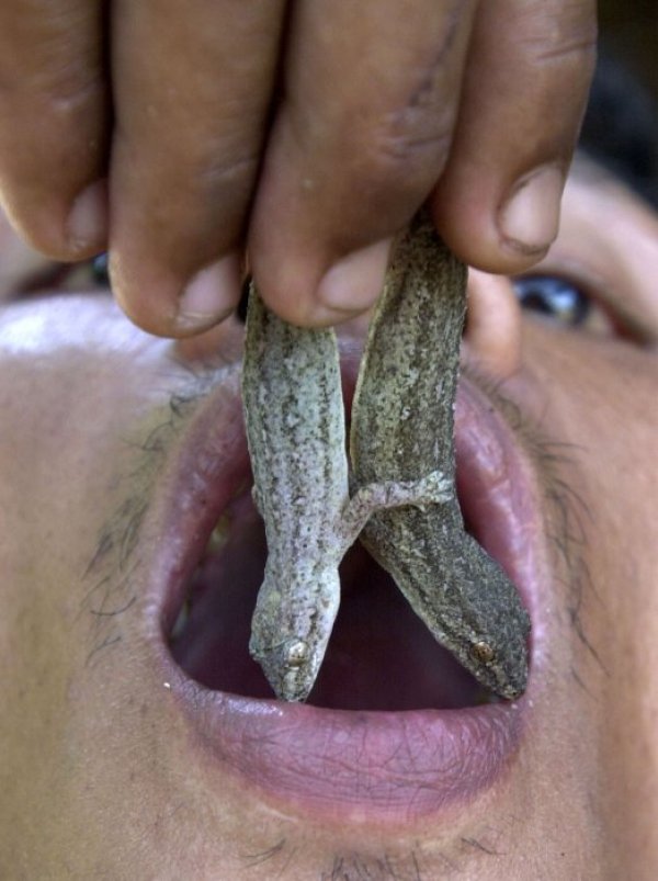 Тайландски фермер от 16 години яде гущери срещу болест, срещу която традиционната медицина била безпомощна. Снимка: Reuters