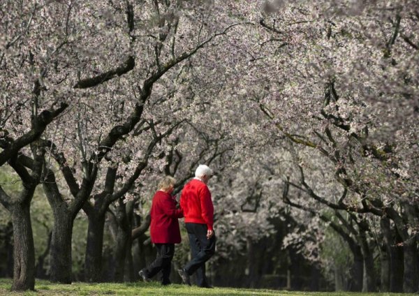 Възрастна двойка се разхожда край цъфналите дръвчета в парк в испанската столица Мадрид. Снимка: Reuters