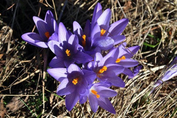 Нежни и красиви сини минзухари са плъзнали по поляните край прохода Предел, където се срещат Пирин, Рила и Родопите. Снимка: БТА