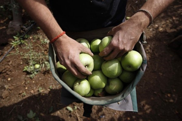 Ябълките не потъват във вода, защото 25% от обема им е въздух. Снимка: Reuters