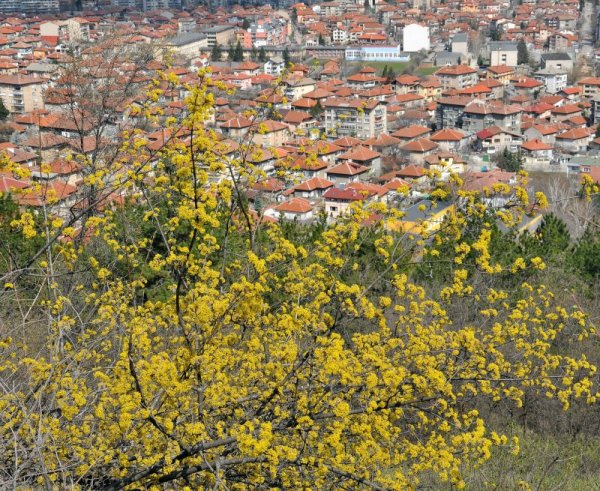 Дръвчета и храсти в Монтана цъфнаха след топлото време в последните 2 седмици. Снимка: БТА