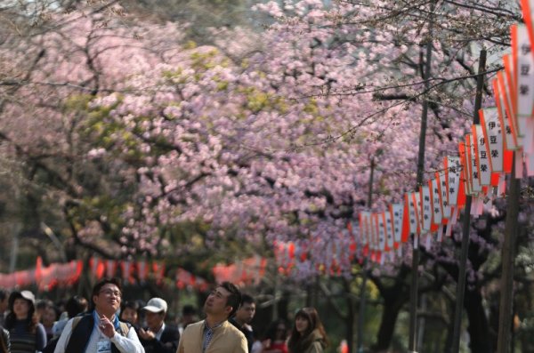 Мъже се радват на цъфналите черешови дръвчета в парк в японската столица Токио. Снимка: БТА
