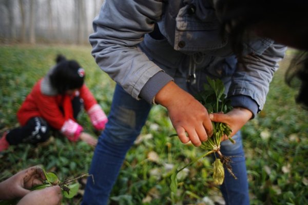 Ученици късат зеленчуци в полето, което се намира до самото училище. Снимка: Reuters