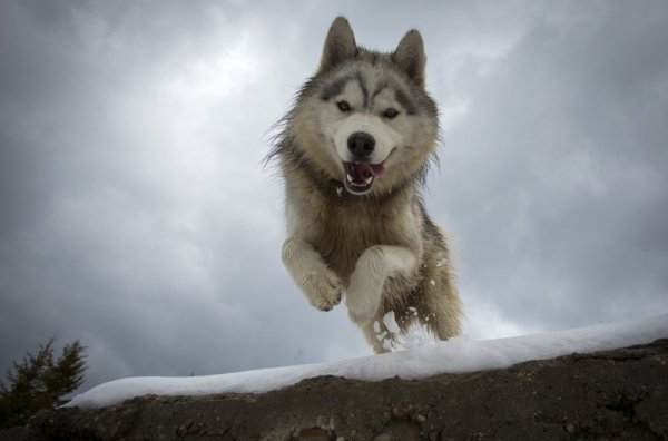 Хъски си играе сред все още неразтопения сняг на Витоша. Снимка: БТА