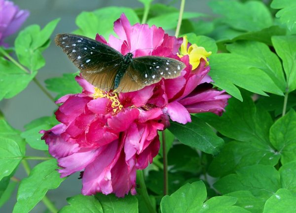 Пеперуда е кацнала на цвете в парк в китайската провинция Хънан. Снимка: БТА