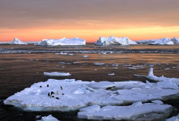 Пингвини са се настанили на айсберг на Антрактида. Снимка: Reuters