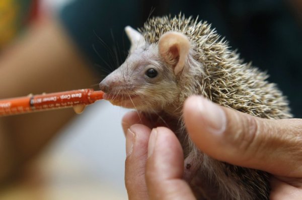 Лечение на таралеж. Снимка: Reuters