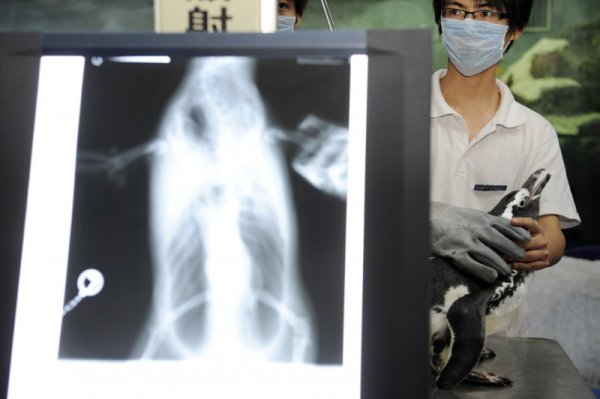 Ветеринари правят рентгенова снимка на пингвин. Снимка: Reuters