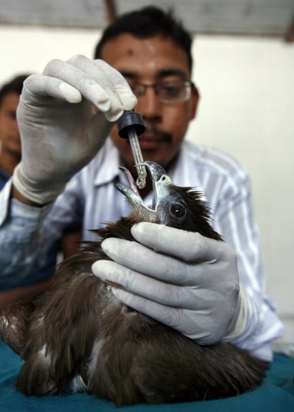 Лекар лекува малък орел в индийска клиника. Снимка: Reuters