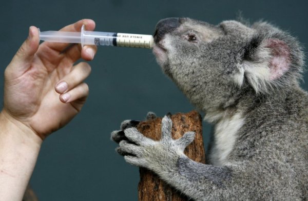 Коала получава лекарство във ветеринарна клиника в Сидни. Снимка: Reuters