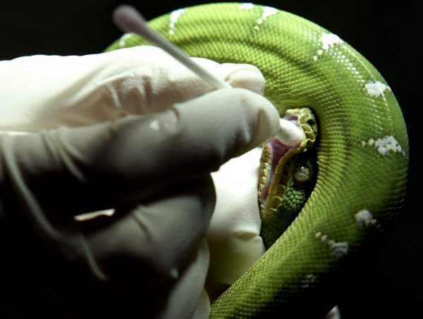 И змиите посещават ветеринар. Снимка: Reuters