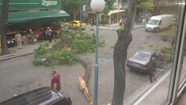 Силната буря този следобед разцепи дърво в Пловдив. Част от него падна върху кола, в която имаше 3-годишно дете. За щастие майката и детето са добре, но има щети по автомобила. Снимка: Dnes.bg